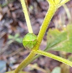 Spissistilus festinus