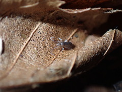 Entomobryomorpha