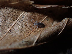 Entomobryomorpha