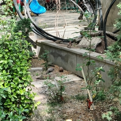 Streptopelia senegalensis