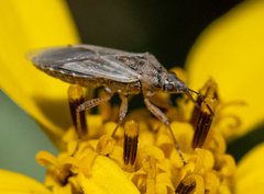 Nysius