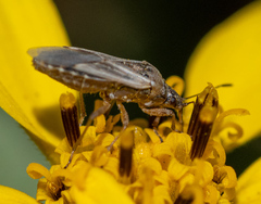 Nysius