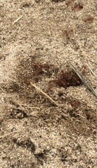 Pogonomyrmex californicus