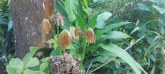 Mangifera indica image