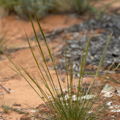 Austrostipa nitida
