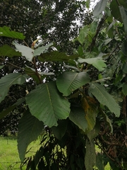Dipterocarpus