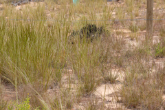 Austrostipa nitida
