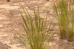 Austrostipa nitida