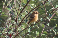 Empidonax fulvifrons