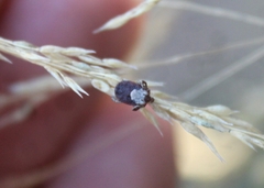 Dermacentor occidentalis