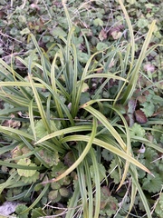 Liriope muscari