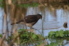 Accipiter virgatus fuscipectus
