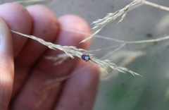 Dermacentor occidentalis