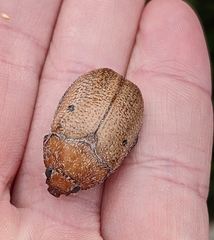 Anoplognathus velutinus