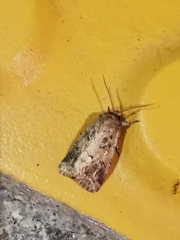 Spodoptera depravata