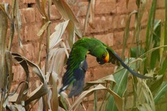 Aratinga auricapillus