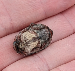 Anoplognathus velutinus