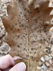 Quercus montana