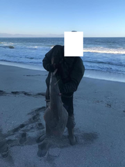 Pseudobatos planiceps