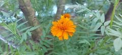 Tagetes erecta