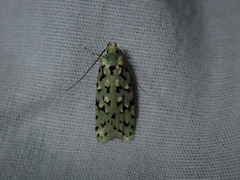 Izatha peroneanella