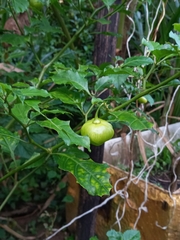 Capsicum chinense