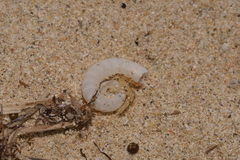 Spirula spirula