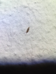 Entomobrya nigrocincta