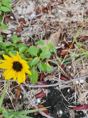 Helianthus debilis