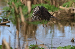 Accipiter virgatus fuscipectus