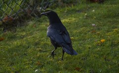 Corvus corone corone