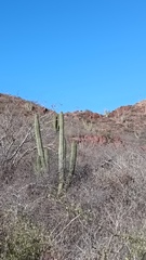 Stenocereus thurberi