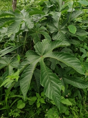 Cecropia peltata