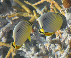 Chaetodon trifasciatus