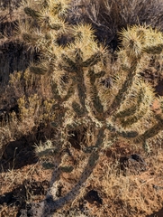 Cylindropuntia acanthocarpa acanthocarpa