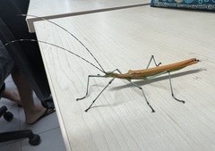 Tithonophasma tithonus