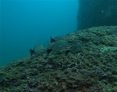 Haemulon maculicauda