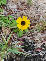 Helianthus debilis