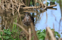 Accipiter virgatus fuscipectus