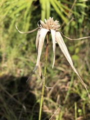 Rhynchospora latifolia