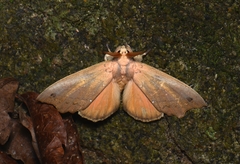 Gangarides vardena