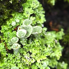 Cladonia humilis