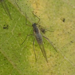 Euceraphis