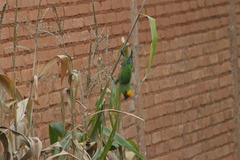 Aratinga auricapillus