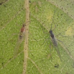 Euceraphis
