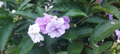 Brunfelsia
