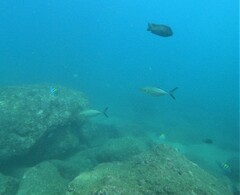 Caranx caballus