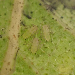 Euceraphis