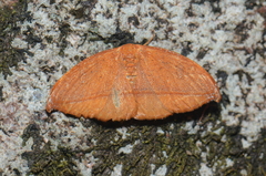 Callidrepana vanbraeckeli