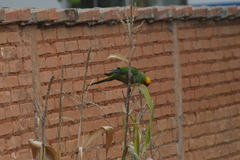 Aratinga auricapillus
